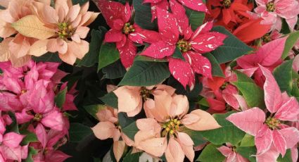 El Pueblo Mágico donde nació la nochebuena y la historia de una tradición colorida