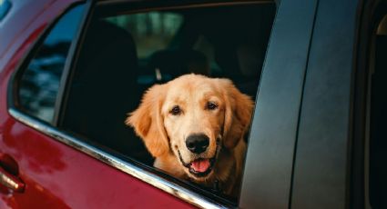 Así puedes EVITAR multas al viajar con tu mascota en auto en vacaciones