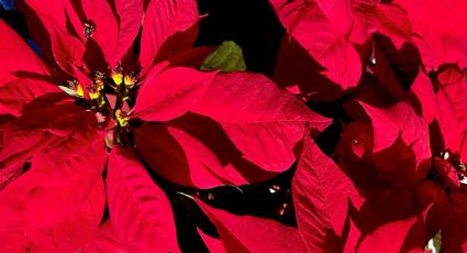 ¡Ya hay Nochebuenas en Xochimilco! Jardín del Arte tiene muchas variedades de flores para Navidad