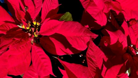 ¡Ya hay Nochebuenas en Xochimilco! Jardín del Arte tiene muchas variedades de flores para Navidad