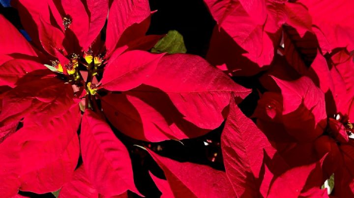 ¡Ya hay Nochebuenas en Xochimilco! Jardín del Arte tiene muchas variedades de flores para Navidad