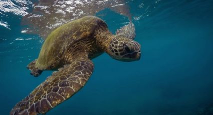 Turista causa polémica en redes sociales por usar a una tortuga para tomarse fotografías