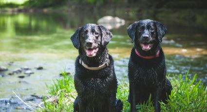 El Pueblo Mágico más pet friendly cerca de la CDMX para viajar con tu mascota, según la IA