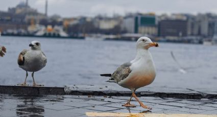 ¡Ternura! Gaviotas imitan sonidos de gato para obtener alimento en máquina expendedora