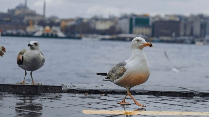 ¡Ternura! Gaviotas imitan sonidos de gato para obtener alimento en máquina expendedora