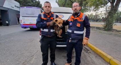 ¡Heroico! Metro CDMX anuncia suspensión en Línea 2 para rescatar a un perrito
