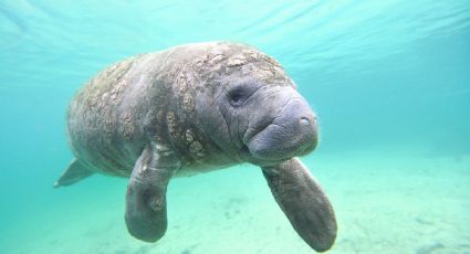 El destino mexicano considerado el santuario del manatí que resguarda esta especie marina