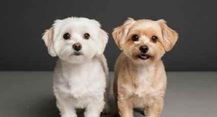 Cereza y Cerecito: Así es el progreso de los perritos sobrevivientes al incendio en CDMX