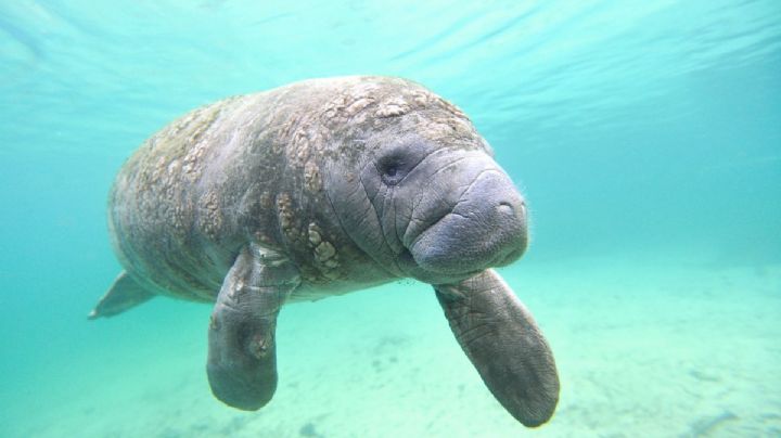El destino mexicano considerado el santuario del manatí que resguarda esta especie marina