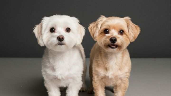 Cereza y Cerecito: Así es el progreso de los perritos sobrevivientes al incendio en CDMX