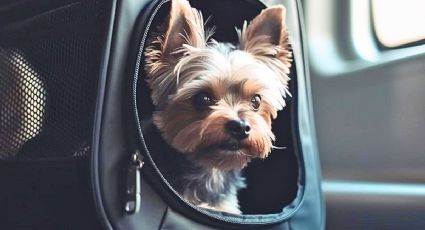 ¿Cuáles son los requisitos para viajar en avión por México con tu mascota?