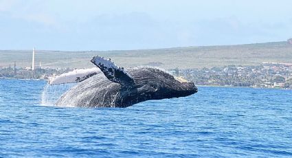 Temporada de ballenas en México: Los destinos para convivir con estos gigantes en invierno