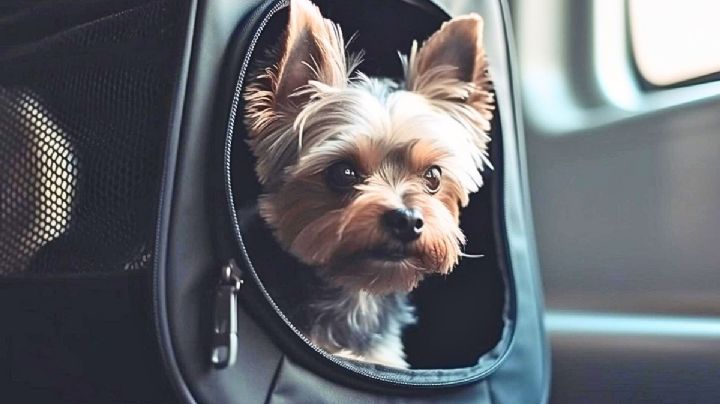 ¿Cuáles son los requisitos para viajar en avión por México con tu mascota?