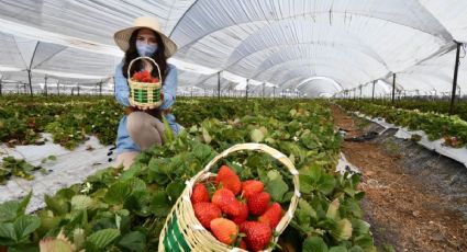 Festival de la Fresa llega a Irapuato con platillos únicos y actividades especiales