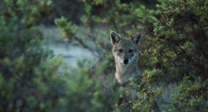 El nahual de Cerro Grande: la leyenda más aterradora de Colima nacida en la Revolución Mexicana