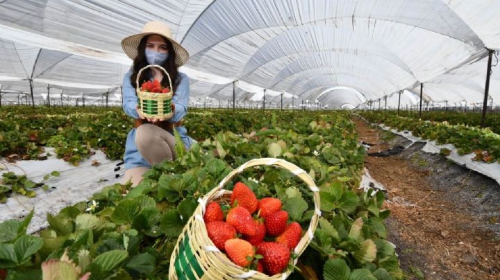 Festival de la Fresa llega a Irapuato con platillos únicos y actividades especiales