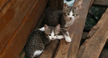 ¡Vuelve Gatotitlán! Edición otoño en Panteón San Fernando de la CDMX