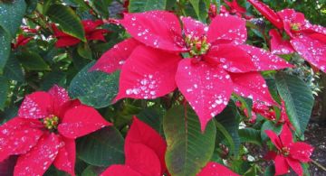 Navidad 2025: Datos curiosos de la Nochebuena que adorna los hogares mexicanos