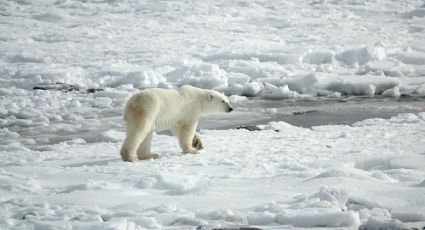Fotógrafo comparte emtivo encuentro con un oso polar en su viaje a Groenlandia