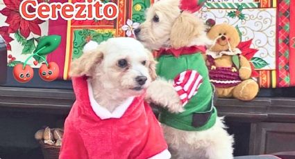 Cereza y cerecito: Los perritos rescatados que causan ternura con sus atuendos de Navidad
