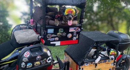 Familia acondiciona moto para sus perritos adoptados: “Merecen viajar mejor que nosotros”