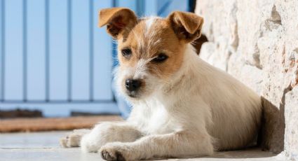 La tierna historia de un perrito callejero que decora un mural y enamora a quienes viajan por México
