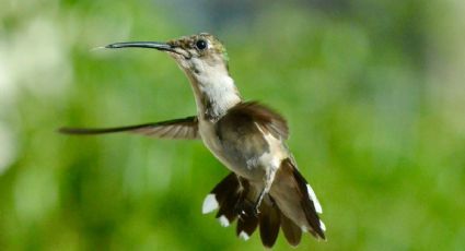 Bosque de Chapultepec presenta exposición de colibríes y así puedes conocerla