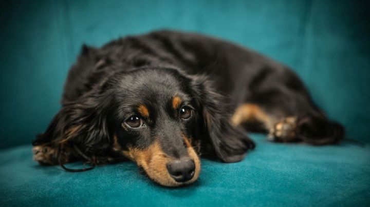 Perritos peregrinos reciben ayuda tras la celebración a la Virgen de Guadalupe