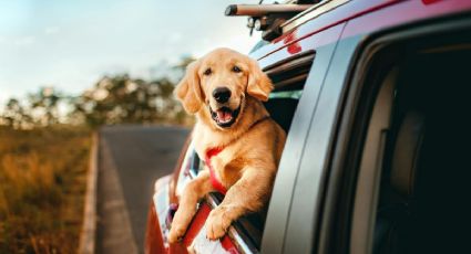 Destinos de México para viajar con tu mascota y darle la bienvenida al 2026