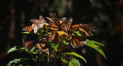 ¿Visitas las mariposas monarca? Estas son las recomendaciones para cuidar sus santuarios en tus viajes