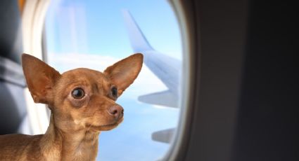 ¿Cómo preparar a tu mascota para su primer vuelo y qué llevar en su maleta?