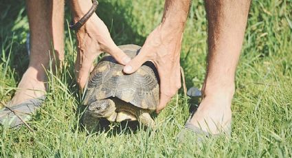 Turista causa polémica en redes sociales por tomar a una tortuga para tomarse fotografías