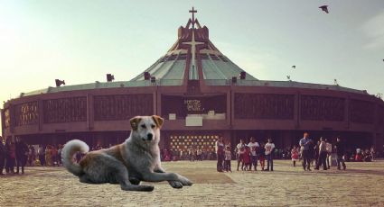 Perro peregrino: El operativo para ayudar a los animalitos en su camino a la Basílica de Guadalupe