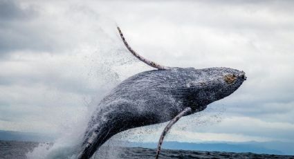 Ballena Fest 2025 llega a Oaxaca con sabores y tradición para consentir a los vacacionistas: FECHA