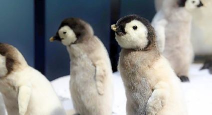 ¡Ya nacieron pingüinos! Así puedes conocerlos en tus vacaciones por la CDMX