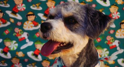 ¡Navidad perruna! Lomitos rescatados del Metro CDMX ayudarán a Santa Claus y Reyes Magos