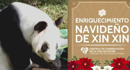 Xin Xin, la panda mexicana, recibió delicioso árbol de Navidad