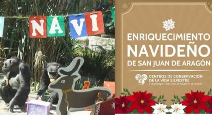 Así celebran la Navidad los animalitos del Bosque de San Juan de Aragón: VIDEO