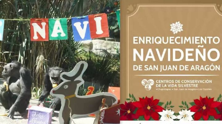 Así celebran la Navidad los animalitos del Bosque de San Juan de Aragón: VIDEO