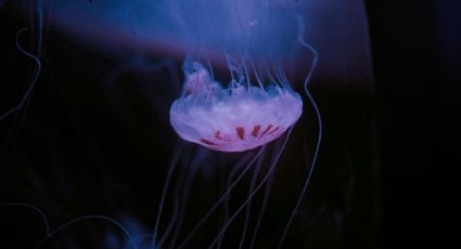 Acuario Michín anuncia entradas desde 99 pesos para disfrutarlo en Puebla y Guadalajara