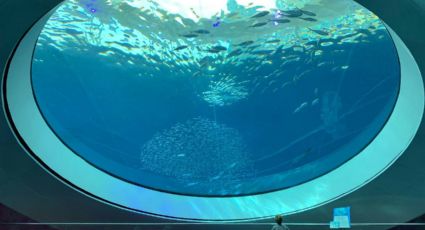 Acuarios de México perfectos para conocer la vida marina en tus vacaciones