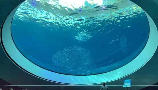 Acuarios de México perfectos para conocer la vida marina en tus vacaciones