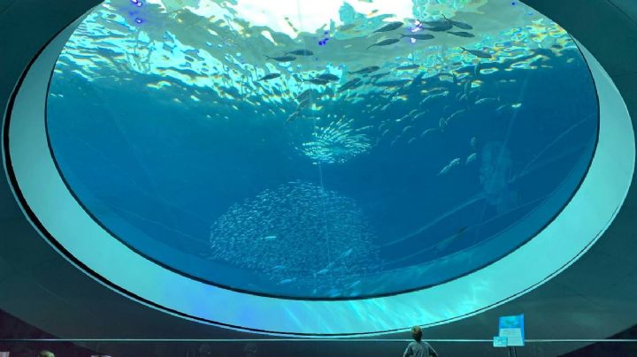 Acuarios de México perfectos para conocer la vida marina en tus vacaciones