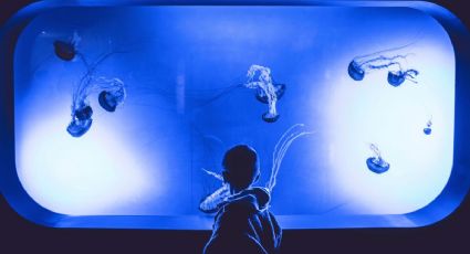 Acuario de Veracruz dará la bienvenida al Año Nuevo 2026 con actividades especiales