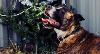 Viral: Perrito callejero que robó un oso de peluche consigue hogar tras su fama en redes