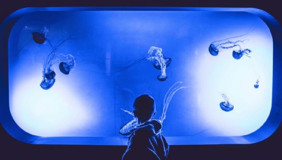 Acuario de Veracruz dará la bienvenida al Año Nuevo 2026 con actividades especiales