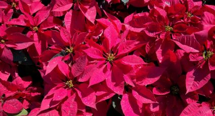 Navidad 2025: Los municipios de Morelos para comprar Nochebuenas y adornar tu casa