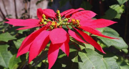 Navidad 2025: ¿Dónde probar el pulque de Nochebuena en la CDMX?