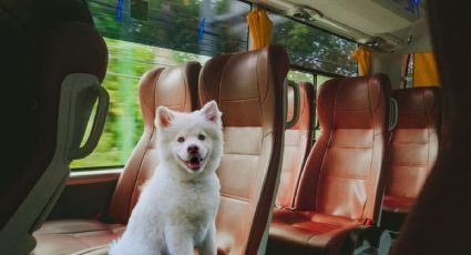 ¿Autobús o avión? La opción menos estresante para tu mascota al viajar dentro de México