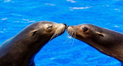 Lobas marinas causan sensación en redes, así puedes conocerlas en el Bosque de Aragón